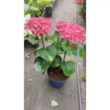 Hydrangea macrophylla ROYALTY COLLECTION Burning Hot (p17) - Kerti hortenzia