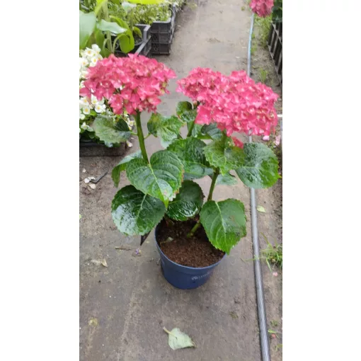 Hydrangea macrophylla ROYALTY COLLECTION Burning Hot (p17) - Kerti hortenzia