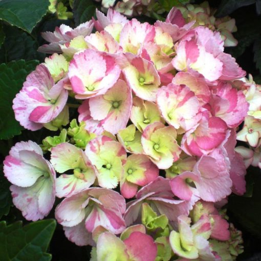 Hydrangea macrophylla HOVARIA Sweet Fantasy pink (p17) - Kerti hortenzia