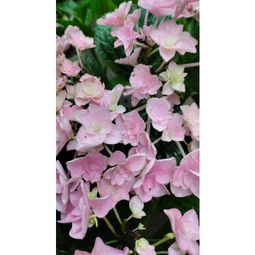 Hydrangea macrophylla HOVARIA Superstar Pink (p17) - Kerti hortenzia