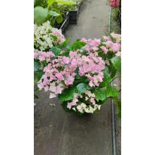 Hydrangea macrophylla HOVARIA Superstar Pink (p17) - Kerti hortenzia