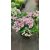 Hydrangea macrophylla HOVARIA Superstar Pink (p17) - Kerti hortenzia