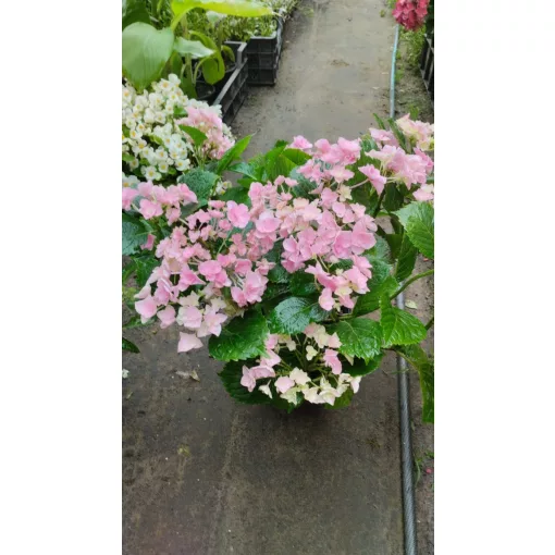 Hydrangea macrophylla HOVARIA Superstar Pink (p17) - Kerti hortenzia