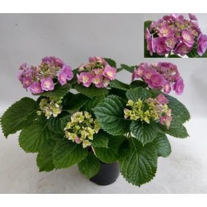   Hydrangea macrophylla HOVARIA Superstar Violet (p17) - Kerti hortenzia