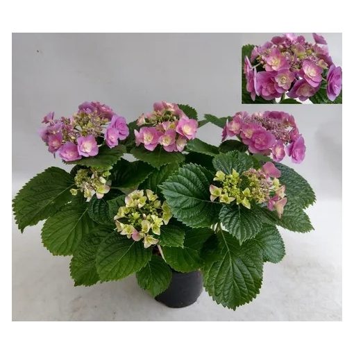 Hydrangea macrophylla HOVARIA Superstar Violet (p17) - Kerti hortenzia