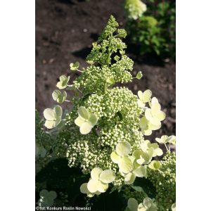   Hydrangea paniculata Magical Himalaya (p19) - Bugás hortenzia