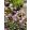 Kalmia polifolia (p15) - Mocsári babér