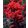 Lagerstroemia Black Diamond Best Red - Bordó levelű selyemmirtusz