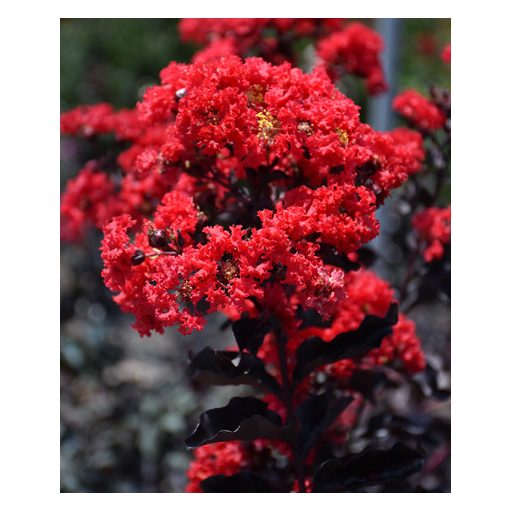 Lagerstroemia Black Diamond Best Red - Bordó levelű selyemmirtusz