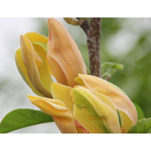 Magnolia Sunspire - Magnólia