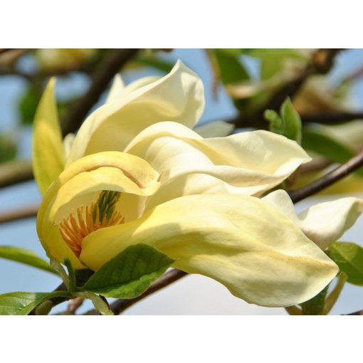 Magnolia Yellow Lantern - Magnólia