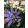 Passiflora Lady Lavender - Golgotavirág
