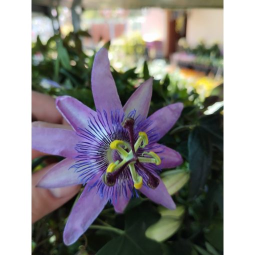 Passiflora Lady Lavender - Golgotavirág