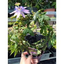 Passiflora Lady Lavender - Golgotavirág