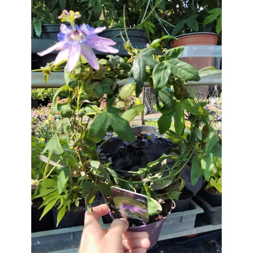 Passiflora Lady Lavender - Golgotavirág