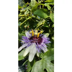 Passiflora Damels Delight - Golgotavirág