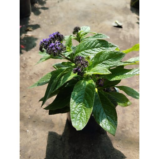 Heliotropium arborescens - Vaníliavirág