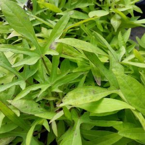 Ipomoea batatas Spotlight Lime - Dísz édesburgonya