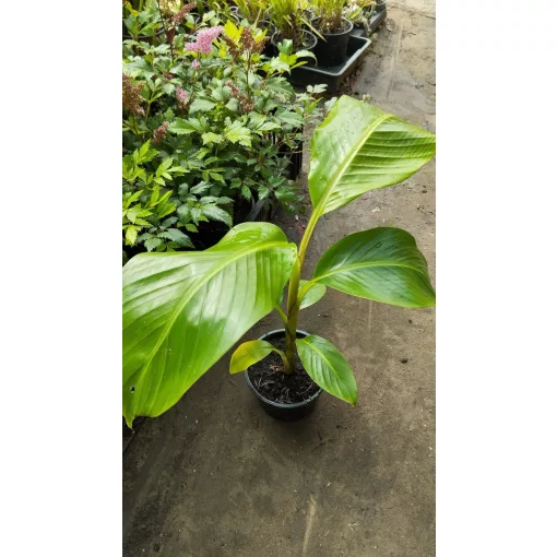 Musa sikkimensis - Télálló indiai banán