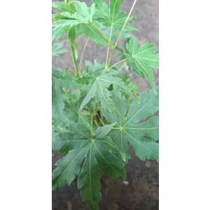 Acer palmatum Going Green (p10) - Japán juhar