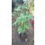 Acer palmatum Going Green (p10) - Japán juhar