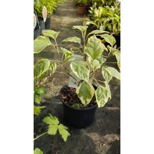 Clerodendrum trichotomum Carnival - Tarka levelű végzetfa