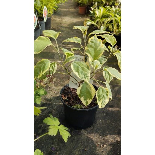 Clerodendrum trichotomum Carnival - Tarka levelű végzetfa