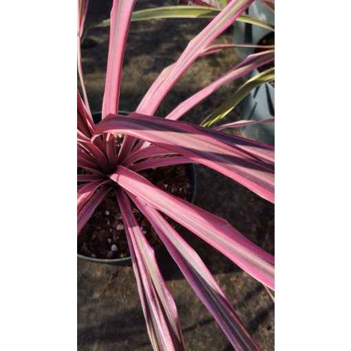 Cordyline australis Pink Passion - Déli bunkóliliom