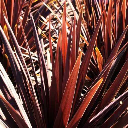 Cordyline australis Red Star - Déli bunkóliliom