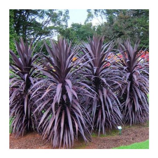 Cordyline australis Superstar - Déli bunkóliliom