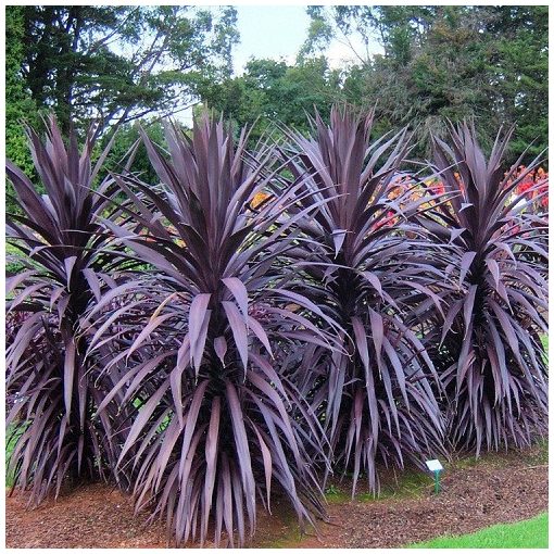 Cordyline australis Burgundy Spire - Déli bunkóliliom