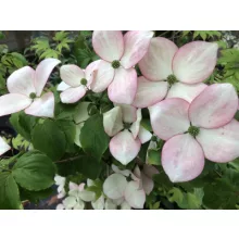 Cornus kousa Satomi - Csillagsom