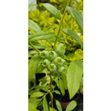 Cornus kousa Satomi - Csillagsom