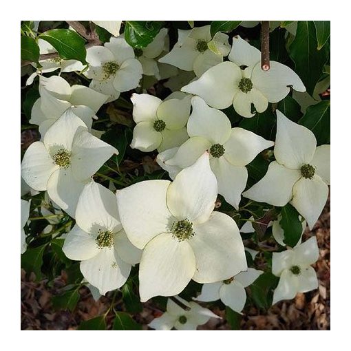 Cornus kousa Milky Way - Csillagsom