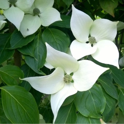 Cornus kousa China Girl - Csillagsom