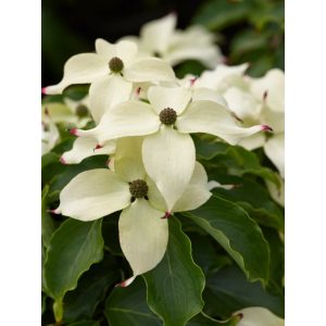 Cornus kousa Cherokee  - Csillagsom