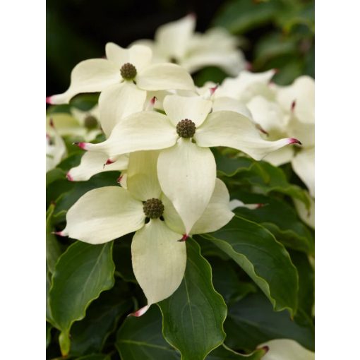 Cornus kousa Cherokee  - Csillagsom