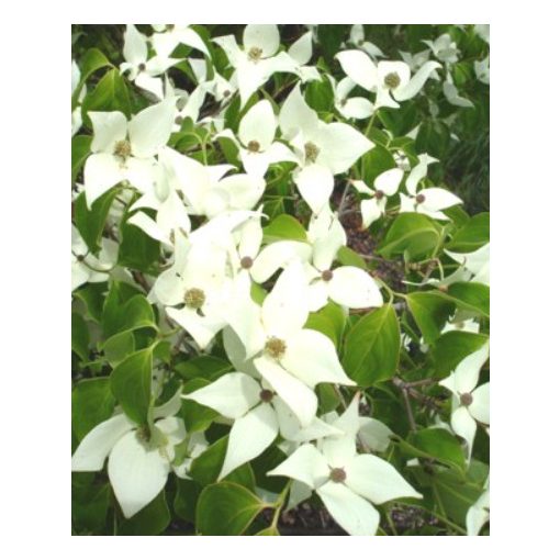 Cornus kousa Schmetterling - Csillagsom