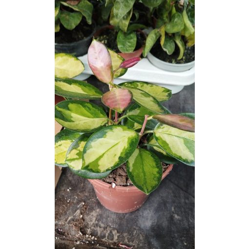 Hoya australis Lisa - Viaszvirág