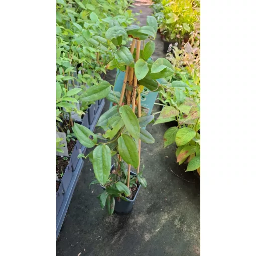 Lapageria rosea - Csílea harangvirág