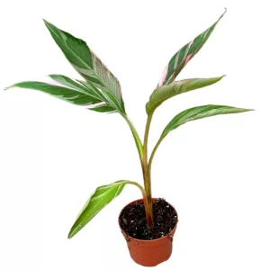 Musa Nono - Tarkalevelű banán