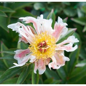 Paeonia Green Lotus - Bazsarózsa