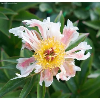 Bazsarózsák (Paeonia)