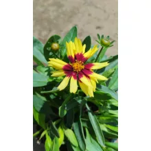 Coreopsis grandiflora UpTick Yellow & Red - Menyecskeszem