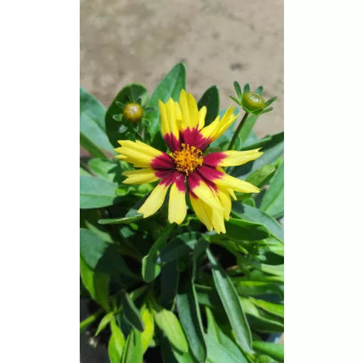 Coreopsis grandiflora UpTick Yellow & Red - Menyecskeszem