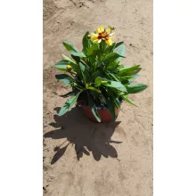 Coreopsis grandiflora UpTick Yellow & Red - Menyecskeszem