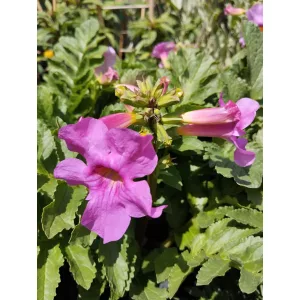 Incarvillea delavayi - Kerti gloxínia (mag)