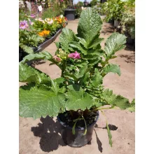 Incarvillea delavayi - Kerti gloxínia (mag)