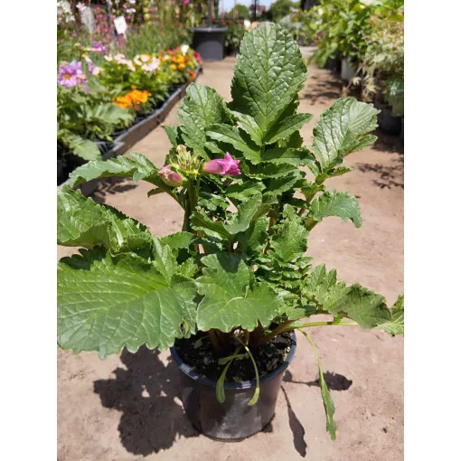 Incarvillea delavayi - Kerti gloxínia (mag)