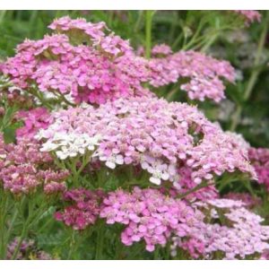 Achillea millefolium Appleblossom - Cickafark